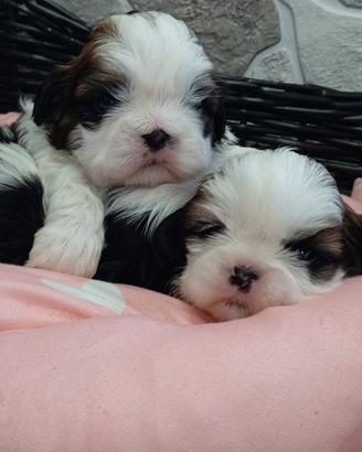 Shih Tzu