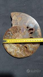 Coppia Speculare di Ammonite Cleoniceras Lucidata 