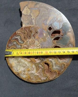 Coppia Speculare di Ammonite Cleoniceras Lucidata 