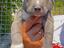 Immagine 4