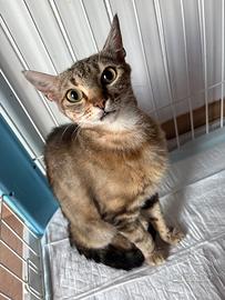 Gattina
