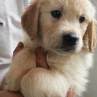 Cuccioli Golden Retriever con pedigree ENCI