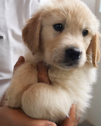 Cuccioli Golden Retriever con pedigree ENCI