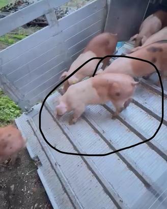 Maialetti duroc