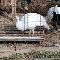 Pavone bianco maschio