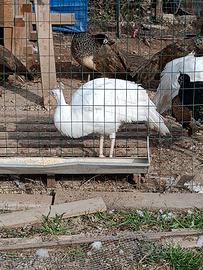 Pavone bianco maschio