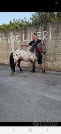 Pony intero super bravo