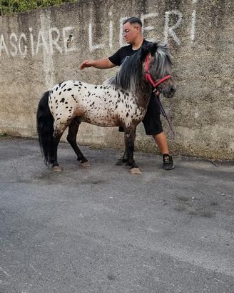Pony intero super bravo