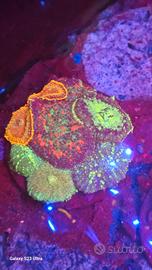 Ultimi coralli per dismissione