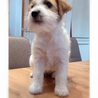 Jack Russell pelo ruvido