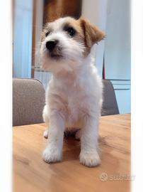 Jack Russell pelo ruvido