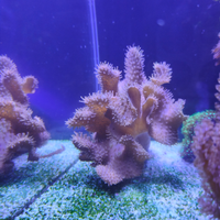 Corallo marino/ Lobophytum XL