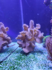 Corallo marino/ Lobophytum XL