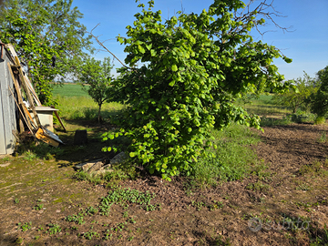 Terreno ad uso orto a oviglio (Al)