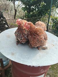 Cocincina nana mille fiori