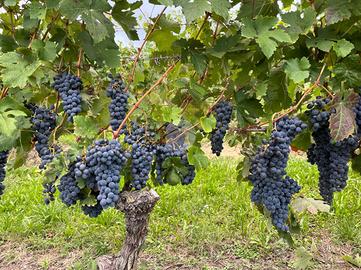 TER. AGRICOLO A CALAMANDRANA