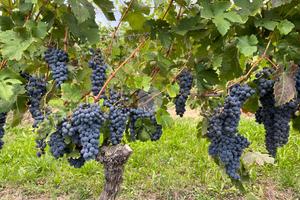 TER. AGRICOLO A CALAMANDRANA