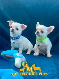 Cuccioli chihuahua