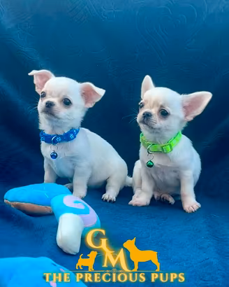 Cuccioli chihuahua