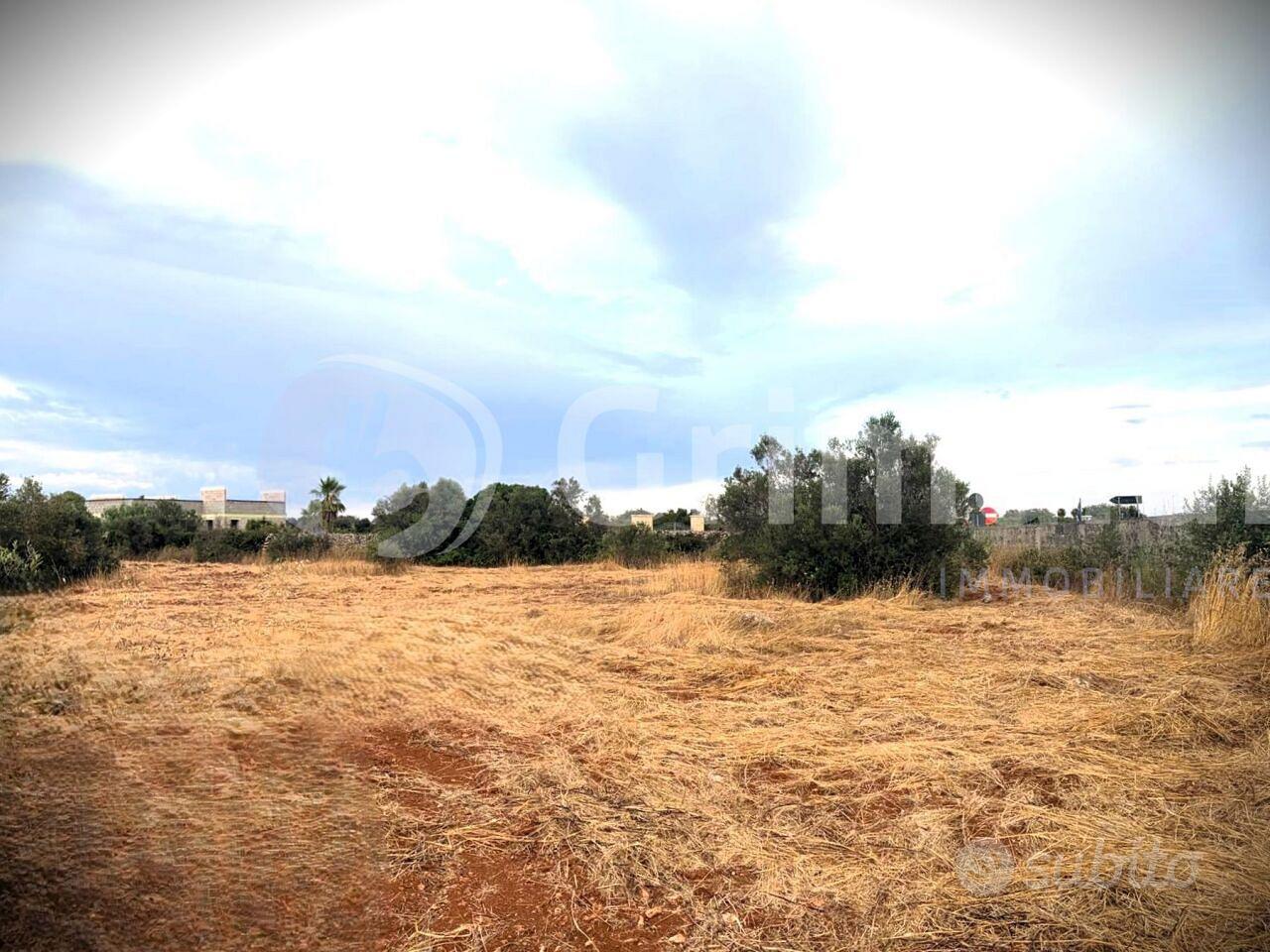 Uliveto a Gallipoli - Vista 4
