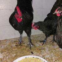 Galline LANGSHAN CROAD