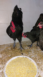 Galline LANGSHAN CROAD