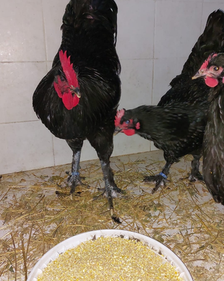 Galline LANGSHAN CROAD