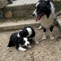 Border collie