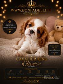 Cuccioli cavalier king