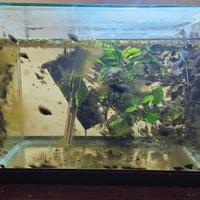 Acquario 30litri con gourami