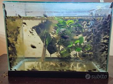 Acquario 30litri con gourami