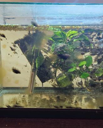 Acquario 30litri con gourami