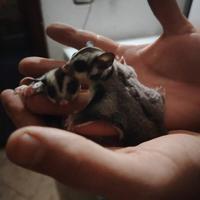 Petauro dello zucchero