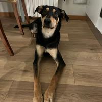 Cane maschio in adozione