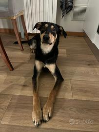 Cane maschio in adozione