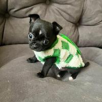 Chihuahua maschio nero lucido