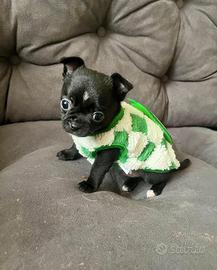 Chihuahua maschio nero lucido