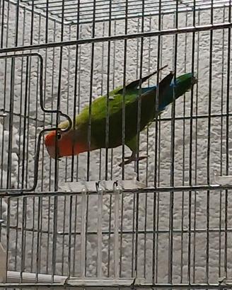 Inseparabile con gabbia