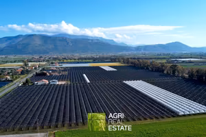 Impianto kiwi verde Hayward 13,5 ettari