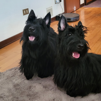 Scottish terrier