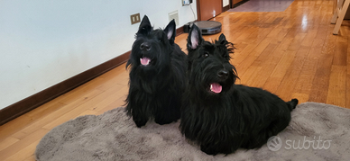 Scottish terrier