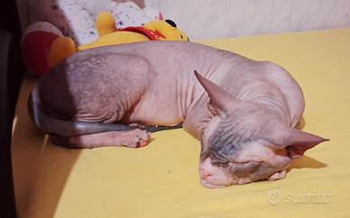 Gatto don sphynx ( consegna)