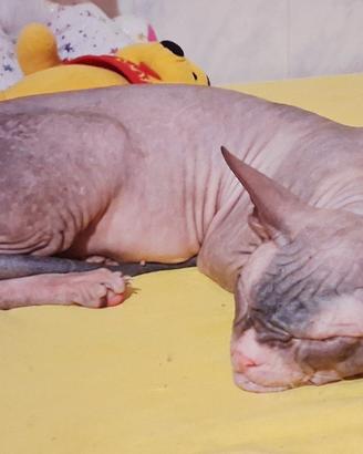Gatto don sphynx ( consegna)