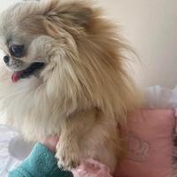 Chihuahua a pelo lungo con pedigree