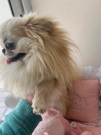 Chihuahua a pelo lungo con pedigree