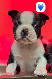 Boston Terrier ENCI e test genetici