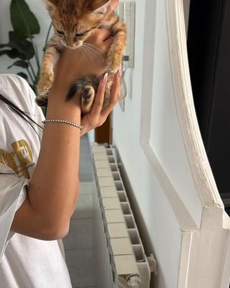 Cuccioli di gatti 40/45 giorni
