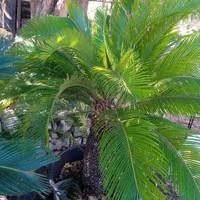 Cicas di diverse dimensioni