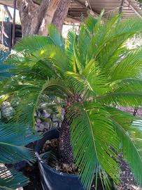 Cicas di diverse dimensioni