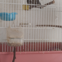 Calopsite+passeri del Giappone